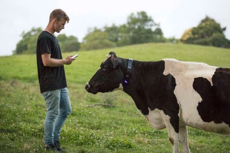 Man with smart phone and a cow with a Halter collar being controlled