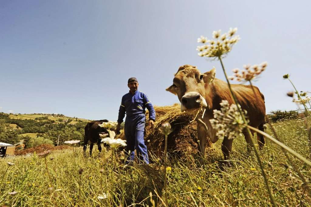 improved livestock management efficiency with UBB rural broadband